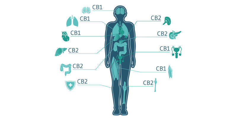 Vuorovaikutus endokannabinoidijärjestelmän kanssa Interaction With The Endocannabinoid System