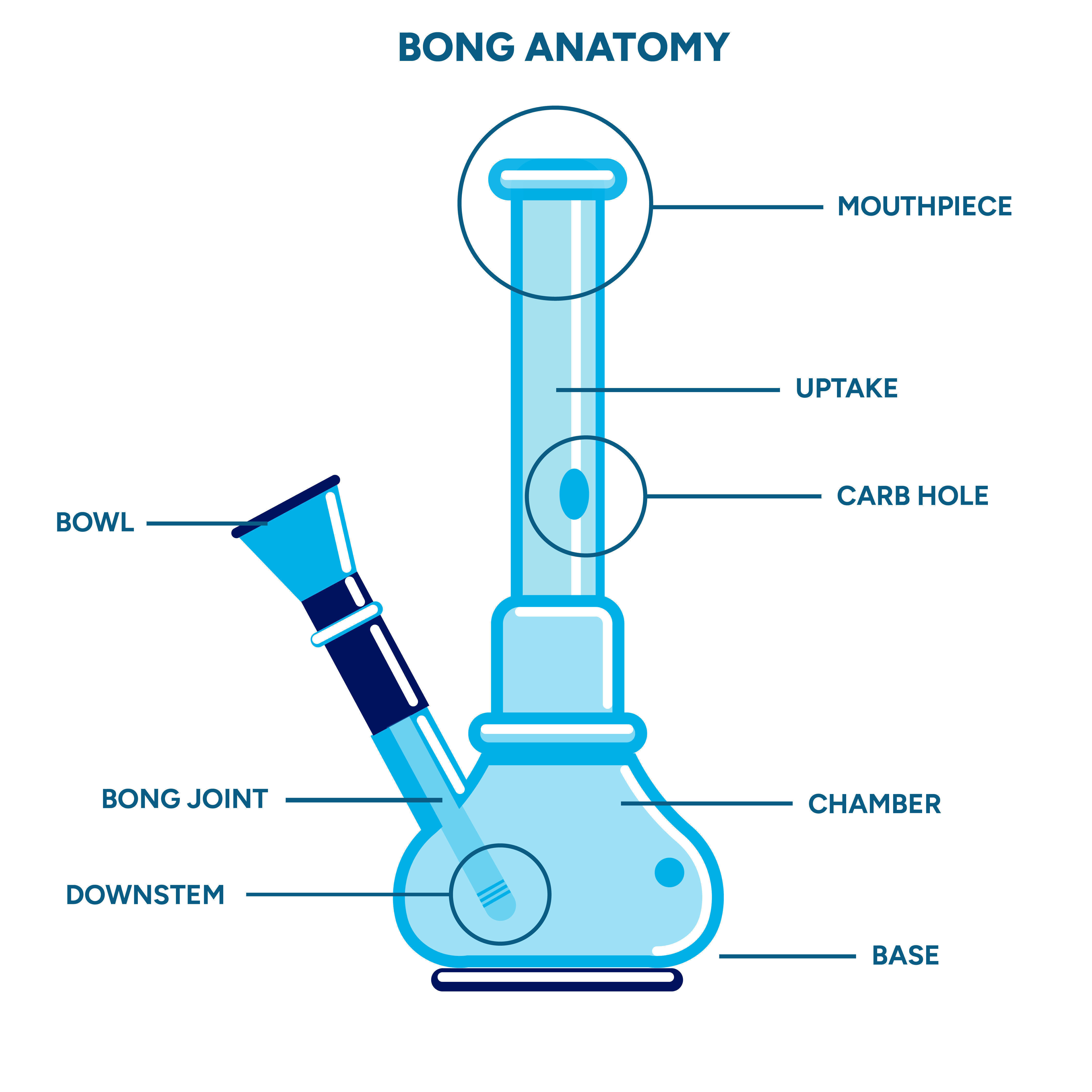 Bongin anatomia Bongin anatomia