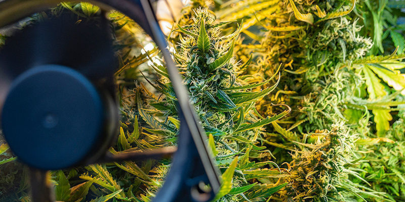 Kannabiksen tuulivaurion ehkäisy Kannabiksen tuulivaurion ehkäisy