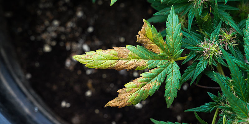 Miltä tuulivaurio näyttää kannabiksessa? Miltä tuulivaurio näyttää kannabiksessa?
