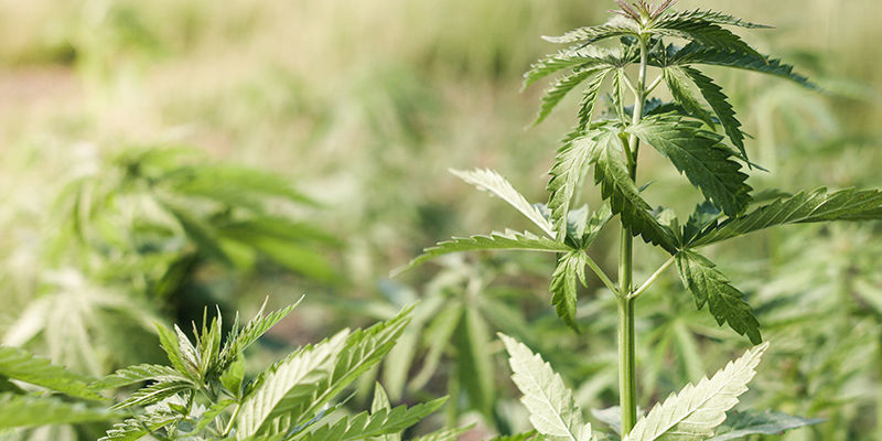 Mitä kannabiksen tuulipoltto on? Mitä kannabiksen tuulipoltto on?