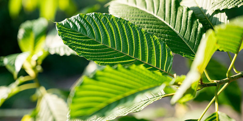 Tuottavatko eri kratom-tyypit erilaisia vaikutuksia? Do Different Types Of Kratom Produce Different Effects?