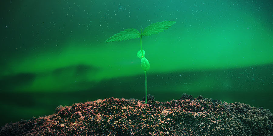 MITEN KASVATTAA NORTHERN LIGHTS