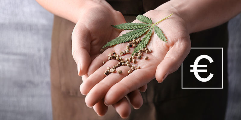 Kuinka paljon kannabiksen siemenet maksavat? Kuinka paljon kannabiksen siemenet maksavat?