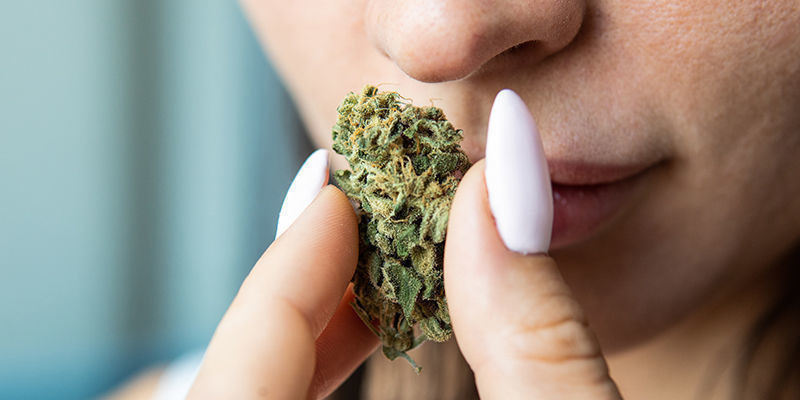 Mistä tunnistaa laadukkaan kannabiksen? Mistä tunnistaa laadukkaan kannabiksen?