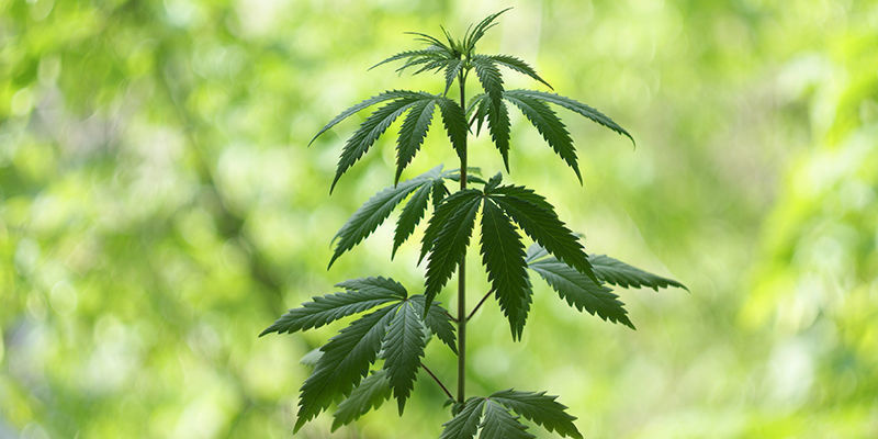 Milloin kannabiksen kasvuvaihe alkaa? Milloin kannabiksen kasvuvaihe alkaa?