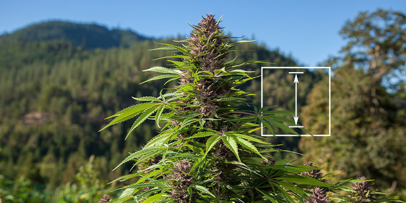 Mikä kannabiskasvi kasvaa kaikkein korkeimmaksi? Mikä kannabiskasvi kasvaa kaikkein korkeimmaksi?