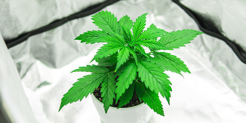 Kaikki yhdessä -kasvatuskaapit kannabikselle Kaikki yhdessä -kasvatuskaapit kannabikselle