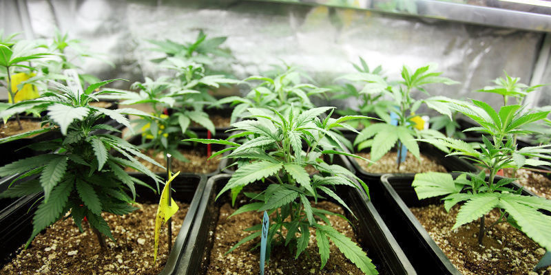 Uuden aikakauden kannabiksen kasvatus teknologiaa Uuden aikakauden kannabiksen kasvatus teknologiaa
