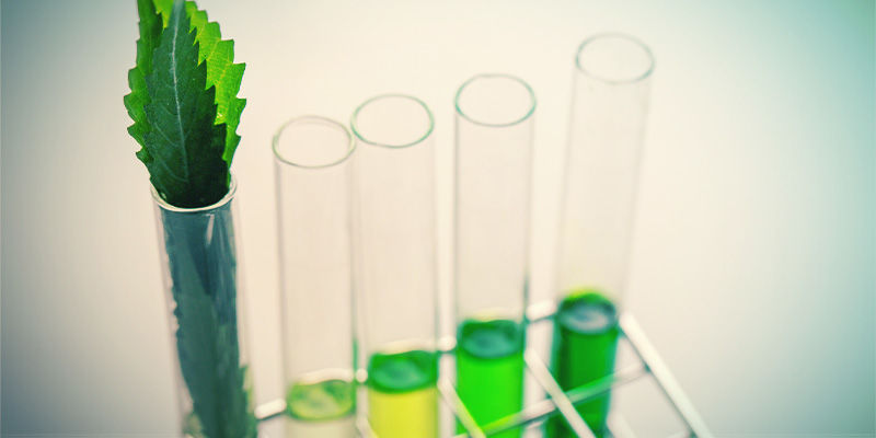 Flavonoidien, terpeenien ja terpenoidien erot Flavonoidien, terpeenien ja terpenoidien erot