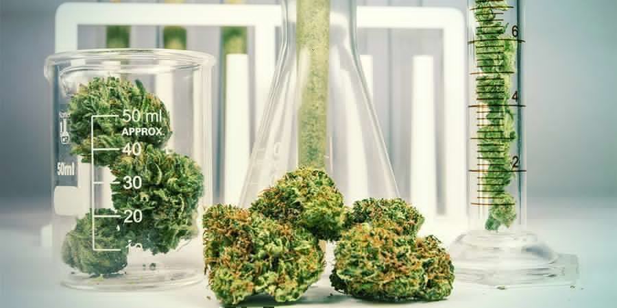 Kannabis: kemiallisesti monimutkainen yrtti Kannabis: kemiallisesti monimutkainen yrtti
