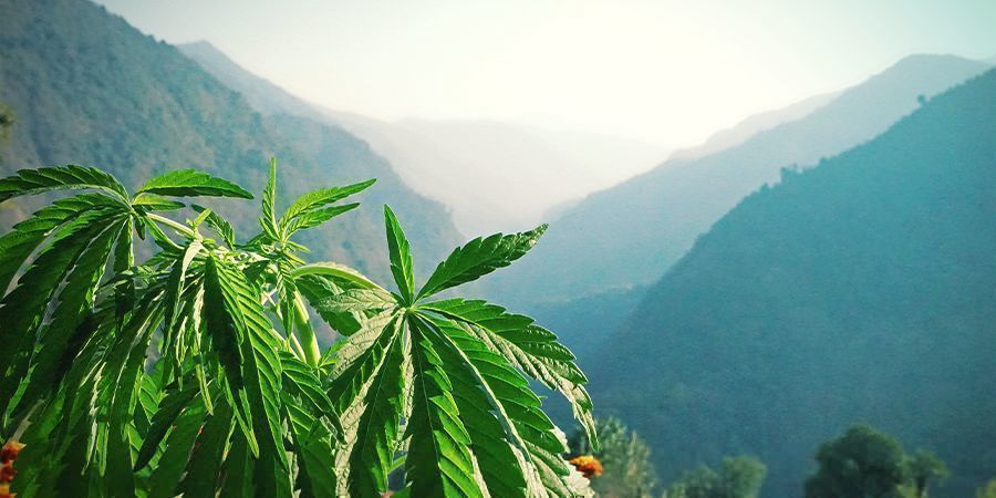Miten terpeenit toimivat? How Do Terpenes Work?