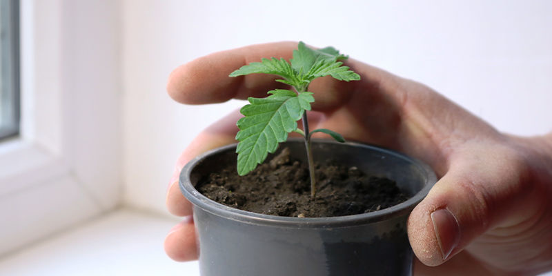 Kasvata omaa ikkunalaudan kannabista jo tänään Kasvata omaa ikkunalaudan kannabista jo tänään