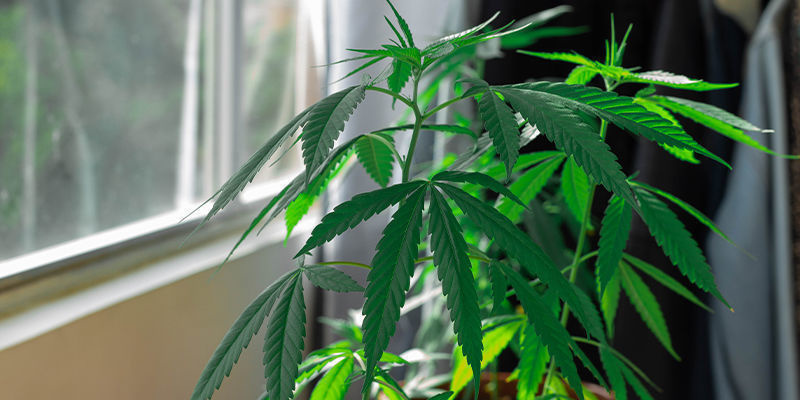 Kannabiksen kasvatus ikkunalaudalla Kannabiksen kasvatus ikkunalaudalla