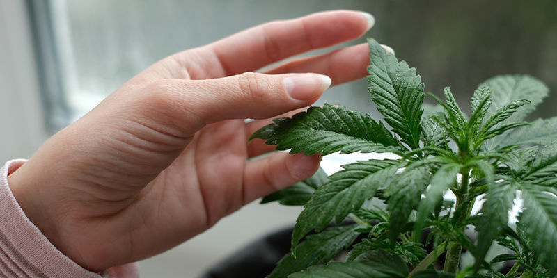 Kannabiksen kasvattamisen haitat ikkunalaudalla Kannabiksen kasvattamisen haitat ikkunalaudalla