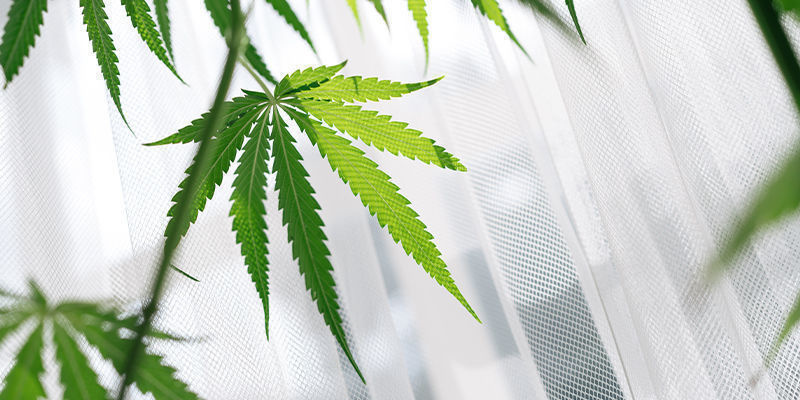 Ikkunalaudalla kasvatettavien kannabislajikkeiden edut Ikkunalaudalla kasvatettavien kannabislajikkeiden edut