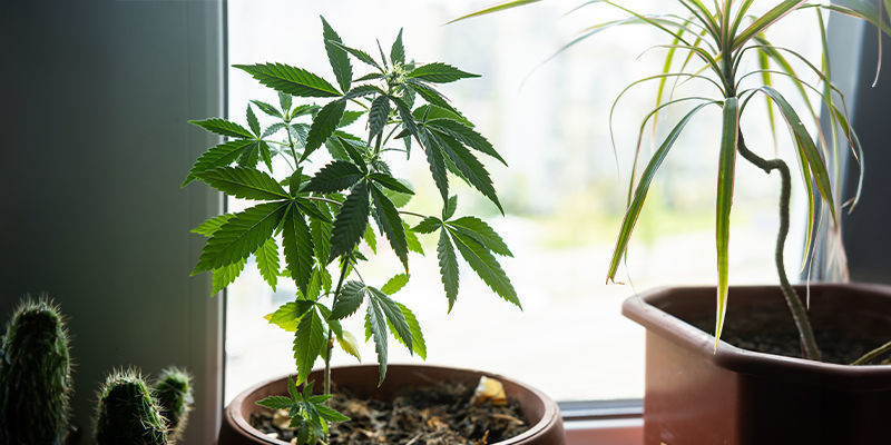 Miksi kasvattaa kannabista ikkunalaudalla? Miksi kasvattaa kannabista ikkunalaudalla?