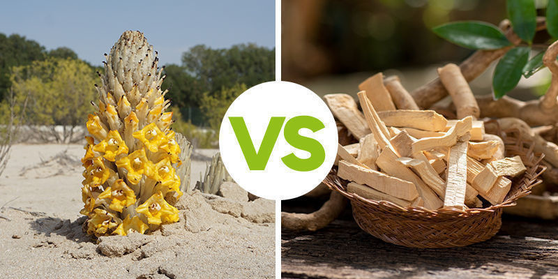 Cistanche Tubulosa vs tongkat ali Cistanche Tubulosa Vs Tongkat Ali