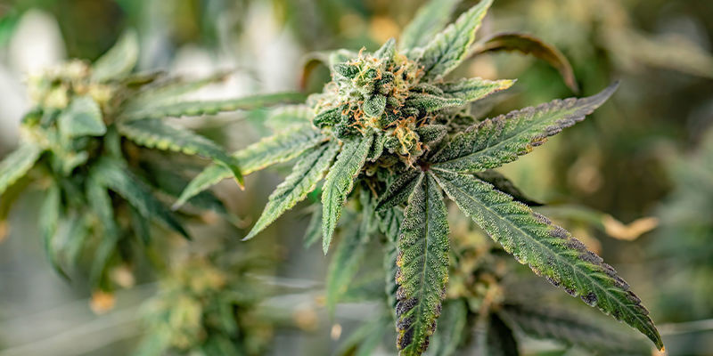 10 Epätavallisinta paikkaa kasvattaa kannabista 10 Most Unusual Places To Grow Weed