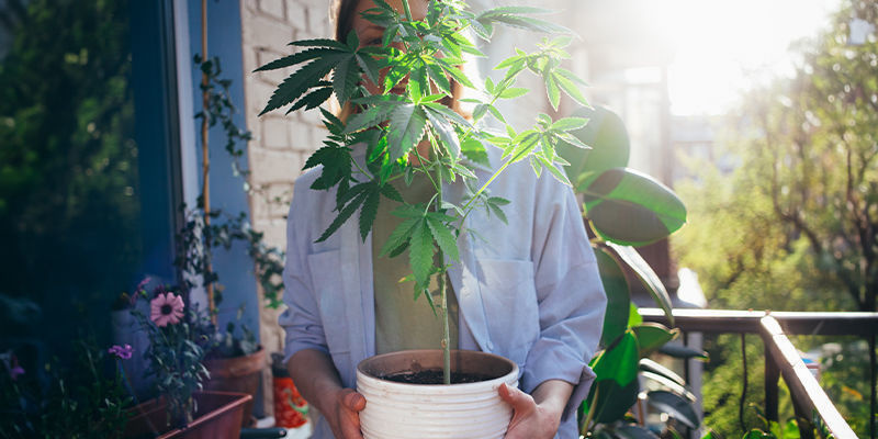 Kasvata kotona: kannabiksen kasvatus helposti Grow At Home: Cannabis Made Easy