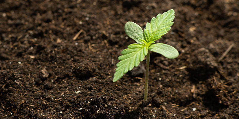 Kannabiksen kasvatus avaruudessa Cultivating Space Cannabis