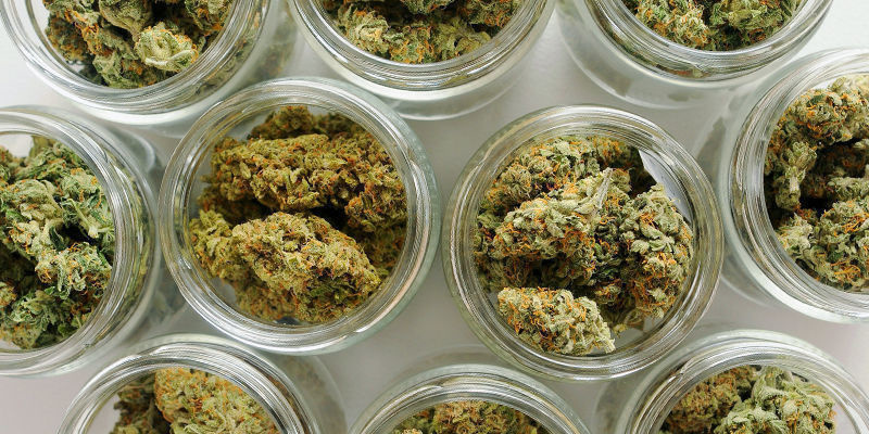 Mikä on paras kannabiksen kypsytysprosessi? Mikä on paras kannabiksen kypsytysprosessi?