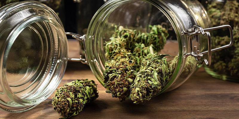 Miksi kannabiksen kypsytys on niin tärkeää Miksi kannabiksen kypsytys on niin tärkeää