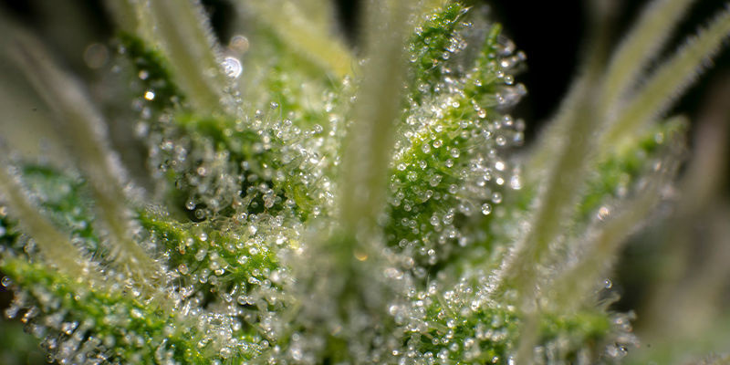 Miten aktivoin THCa:n? Miten aktivoin THCa:n?