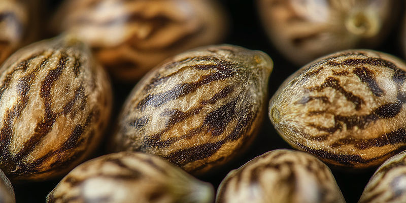 Laadukkaissa siemenissä pitäisi olla tiikeriraitoja Laadukkaissa siemenissä pitäisi olla tiikeriraitoja