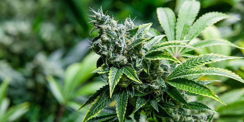 Kannabis ja kreatiini: kovempaa, parempaa, nopeampaa, vahvempaa? Kannabis ja kreatiini: kovempaa, parempaa, nopeampaa, vahvempaa?