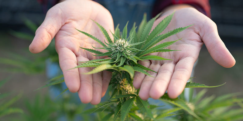 Saako kreatiini kannabiskasvit kasvamaan nopeammin? Saako kreatiini kannabiskasvit kasvamaan nopeammin?