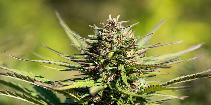 Tekevätkö kreatiini kannabiskasveistani paremman näköisiä? Tekevätkö kreatiini kannabiskasveistani paremman näköisiä?