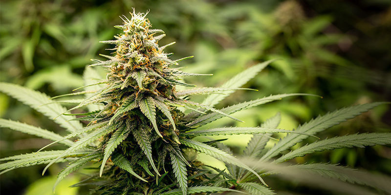 Mary Jane: Parhaat lajikkeet suureen päivään Mary Jane: Parhaat lajikkeet suureen päivään