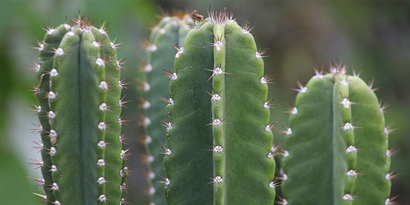 Meskaliini Mescaline