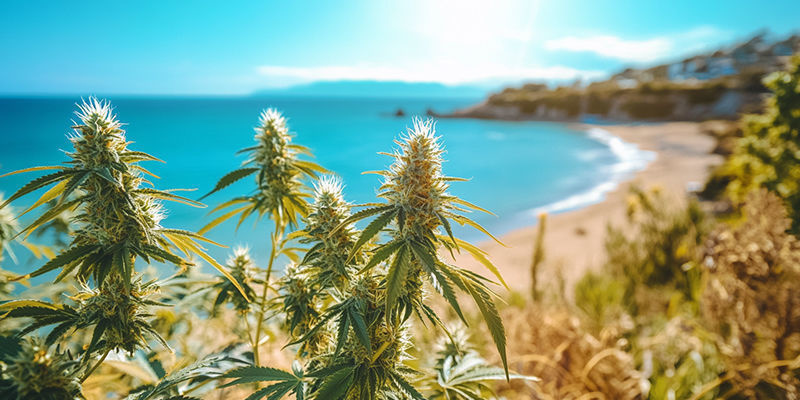 Kannabiksen kasvatus meren rannalla: varma valinta! Kannabiksen kasvatus meren rannalla: varma valinta!