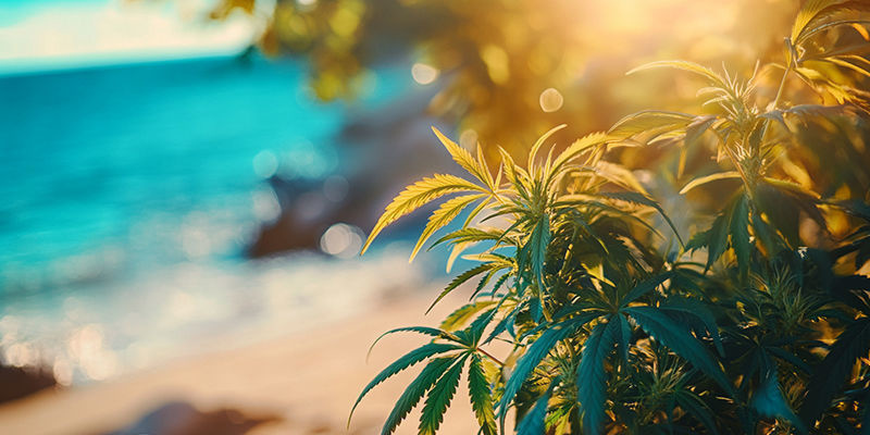 Kannabiksen kasvattaminen meren rannalla: mitä odottaa Kannabiksen kasvattaminen meren rannalla: mitä odottaa