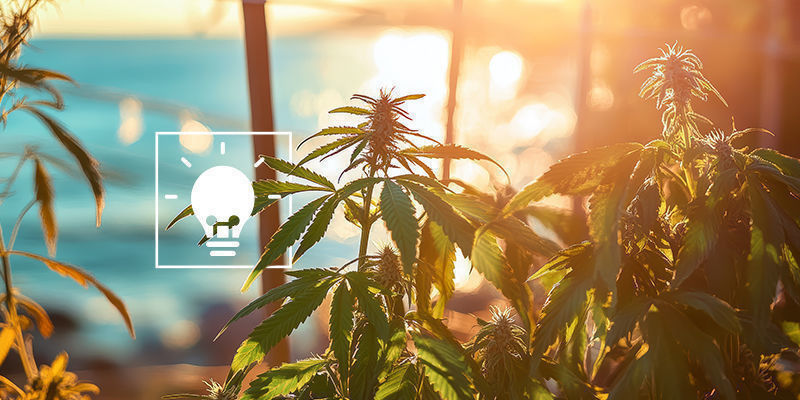 Vinkkejä kannabiksen kasvattamiseen meren rannalla Vinkkejä kannabiksen kasvattamiseen meren rannalla