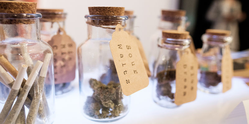 Kannabisklubit Saksassa: tuntematonta aluetta Kannabisklubit Saksassa: tuntematonta aluetta