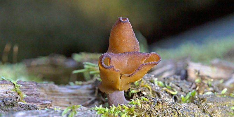 Korvasieni Korvasieni