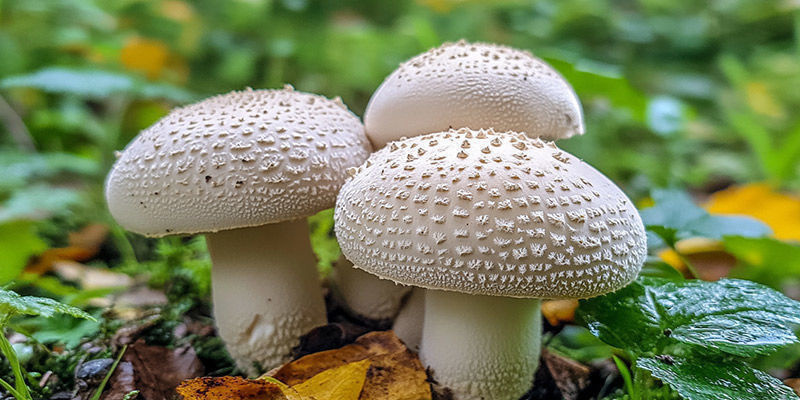 Agaricus Bisporus Agaricus Bisporus