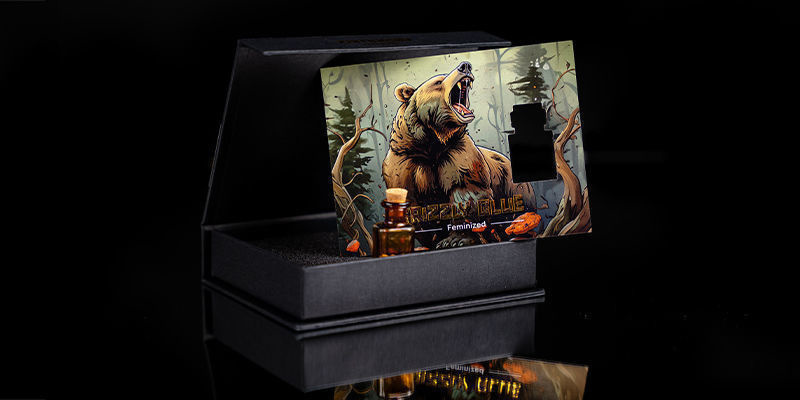 Sija 4 — Karjuva Karhu: Grizzly Glue Sija 4 — Karjuva Karhu: Grizzly Glue