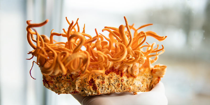 Voiko cordyceps-sieniä kasvattaa kotona? Voiko cordyceps-sieniä kasvattaa kotona?