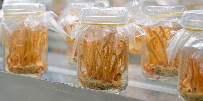 Cordyceps-sienten kasvatus: vaiheittainen opas Cordyceps-sienten kasvatus: vaiheittainen opas
