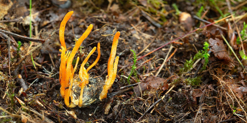 Cordyceps-sienten kasvatus: vianmääritys Cordyceps-sienten kasvatus: vianmääritys