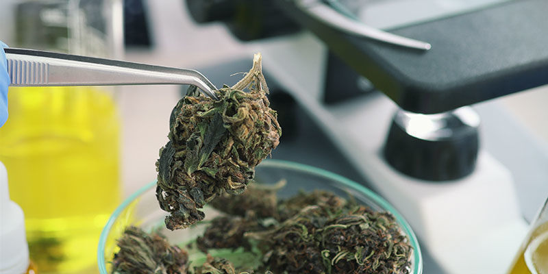 Kannabiksen tulevaisuus ja sen hyödyt Kannabiksen tulevaisuus ja sen hyödyt