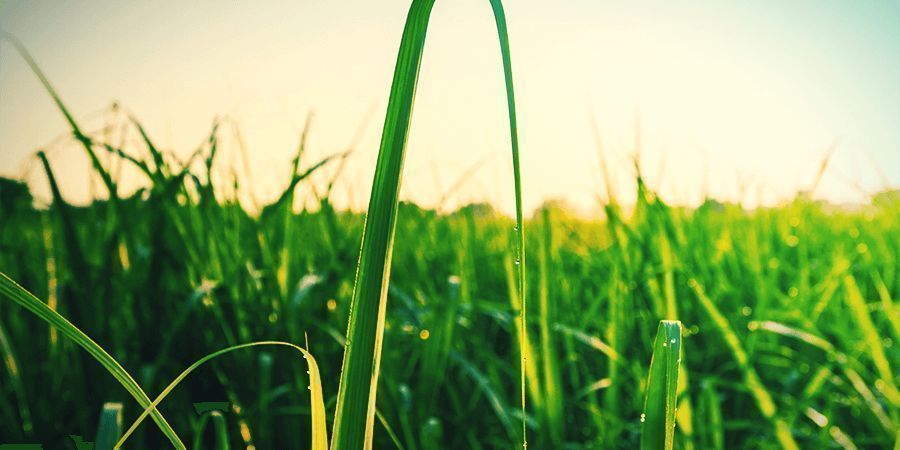 Sokeriruoko sugar cane