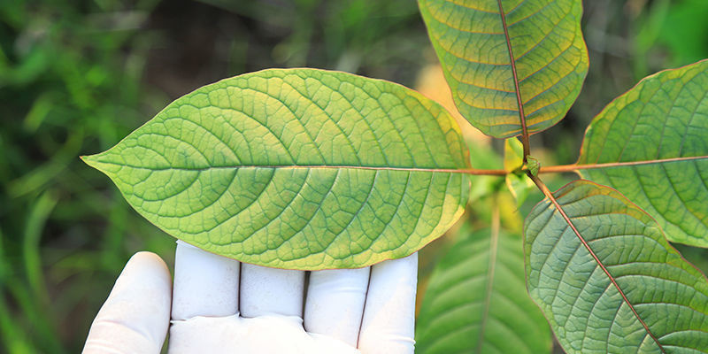 Oikean kratom-lajikkeen valitseminen sinulle Oikean kratom-lajikkeen valitseminen sinulle