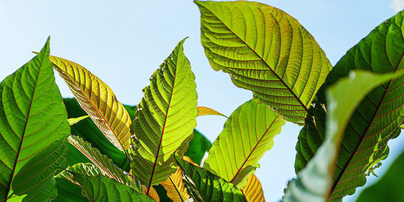Sumatran kratom Sumatran kratom