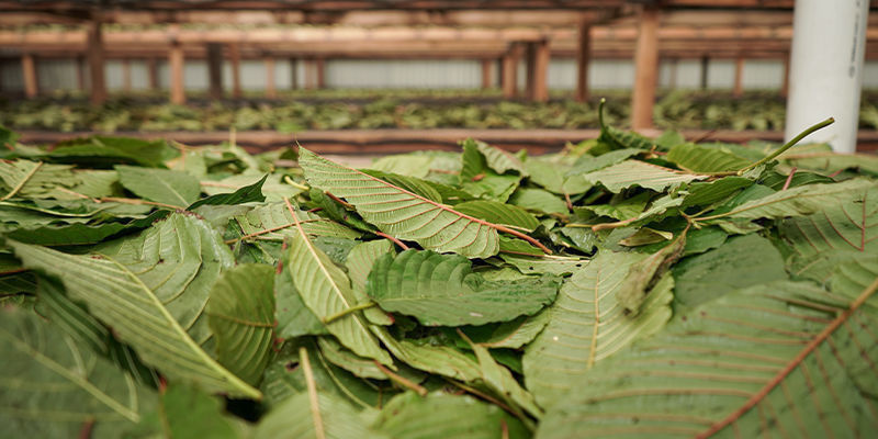 Mikä on kratom? Mikä on kratom?