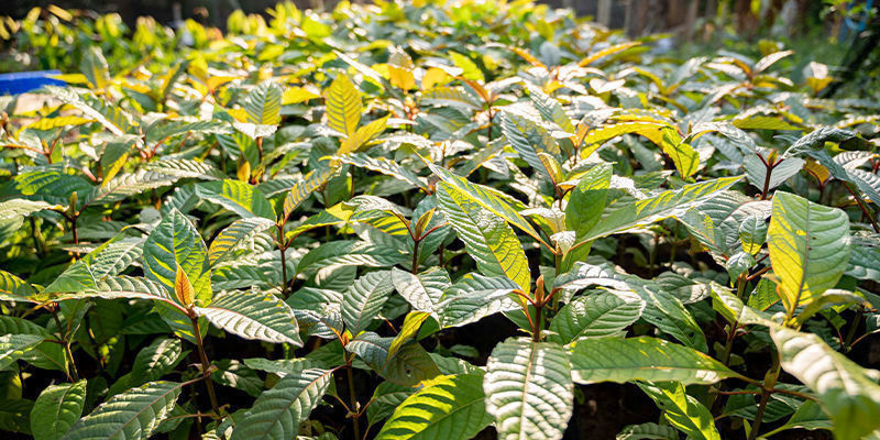 Mitä eroa kratom-lajikkeilla on? Mitä eroa kratom-lajikkeilla on?